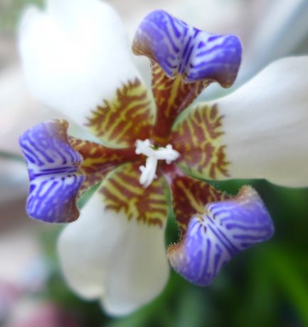 “Wie wunderbar die Schönheit, ist sie eine Orchidee!” (Unbekannt)