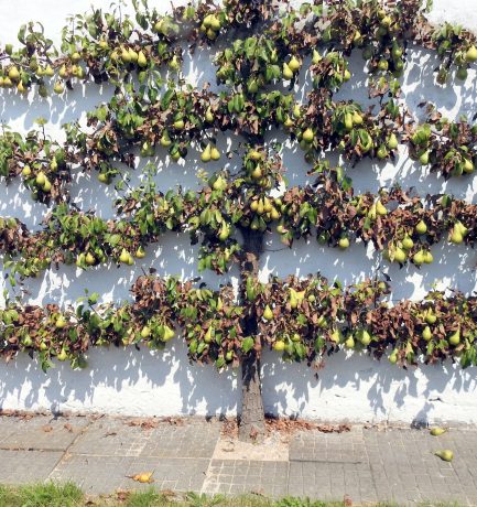 Zwei bekannte Sprichwörter: 1. Wie der Baum, so die Birne. Wie die Frau, so die Dirne. 2. Ist die Birne reif, fällt sie von selber vom Ast.