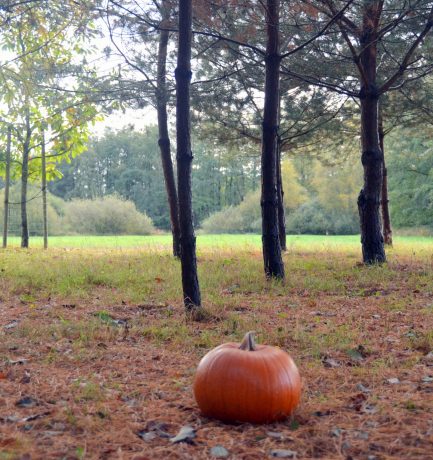 “Nur der Kürbis ist ein Kopf ohne Sorgen!” (Italienisches Sprichwort)  Von ihm werden fünf Arten kultiviert: Cucurbita argyrosperma, Feigenblatt-Kürbis, Riesen-Kürbis, Moschus-Kürbis und Garten-Kürbis.