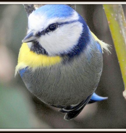 De afbeelding van een vogel is zeker geen vogel. Het laat alleen maar zien hoe een vogel er uitziet.