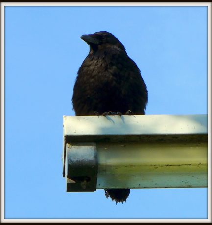 Das Abbild eines Vogels ist gewiss kein Vogel. Es ist nur die  Darstellung eines Vogels.