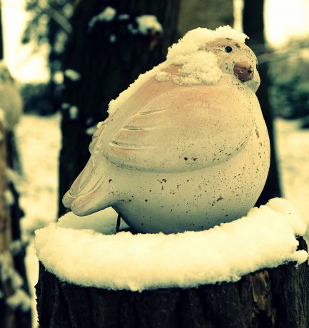 Freier Vogel im Schnee