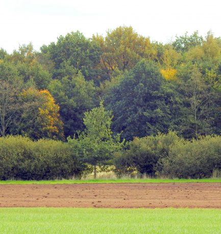 Nr. Null: Bauernlandschaft “Vorhang auf”