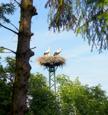 Störche können nur Storch!