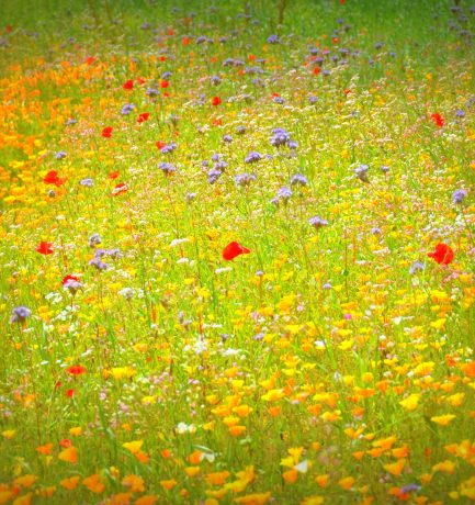 Wenn der Wind der Veränderung weht, bauen die einen Mauern und die anderen Windmühlen (Chinesisches Sprichwort). Unberührt davon die schöne Blumenwiese.