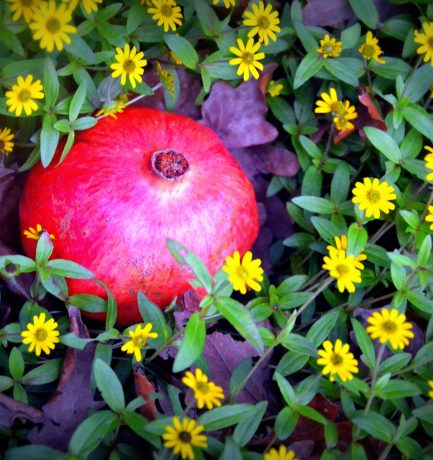 Vierter Advent: Apfel aus dem Paradies in Sommerblumen