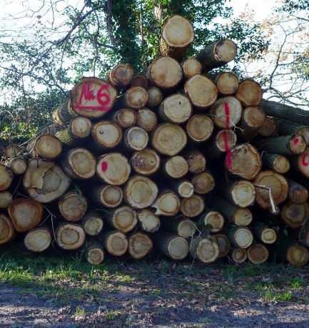 Holz = pflanzliches Gewebe = Teil der menschlichen Zivilisation = Teil der Kulturgeschichte