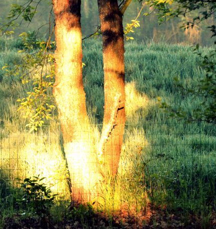 Licht erleuchtet einen Baum, geht das auch mit Menschengewächs?