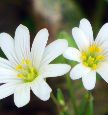 Kleine, weiße  Blümchen am Wegesrand