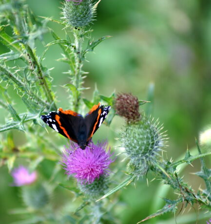 Abrakadabra * Schmetterling auf Distel * Abrakadabra