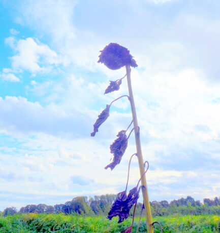 Sonnenblumen wurzeln sicher in der Erde. Sind sie alt, blicken sie auch dahin.