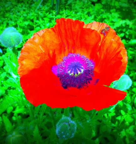 Roter Mohn, Bienen und Nina Hagen. Alles gut und schön!