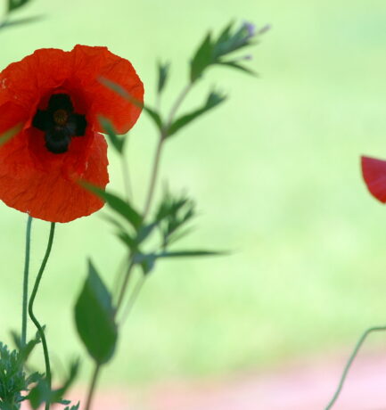 “Roter Mohn, warum welkst du denn schon?”