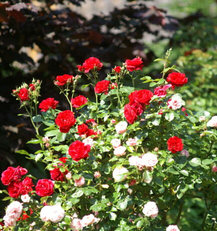 Wer will schon auf Rosen gebettet sein?