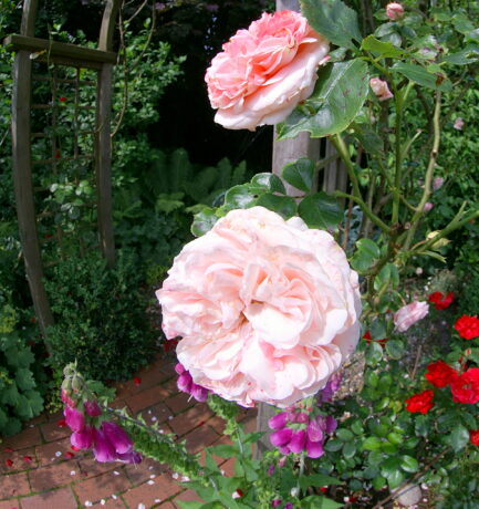 Schöne Rosen bei gebogener Welt.