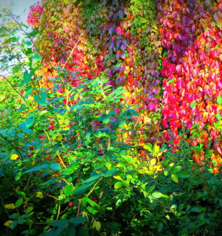 Wenn der Baum zu welken anfängt, tragen nicht alle seine Blätter die Farben des Morgenrots?