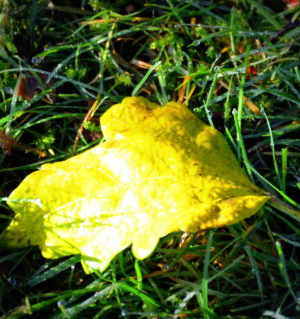 Der Frühling erneuet, der Sommer ernährt, der Herbst erfreuet, der Winter verzehrt.