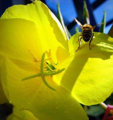 Sicher kommen Biene und Blume wieder zurück!