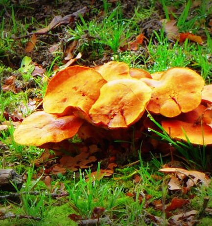 So wie der Pilz sich mit seinem Wurzelgeflecht in einer riesigen Bodenfläche unterirdisch ausdehnt, sollten sich Mädchen mit ihrer Art zu verantwortungsbewussten und sozial denkenden Menschen zum Wohle aller entwickeln dürfen! Sie warten darauf!