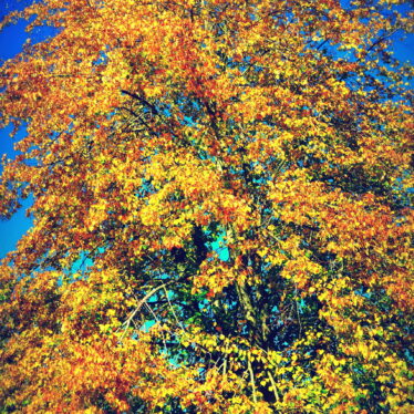 Frühling im Herbst – Oder – Blätter in Blüte