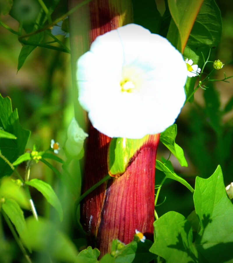 „Niemand sieht eine Blume – wirklich – sie ist so klein, dass sie Zeit braucht –