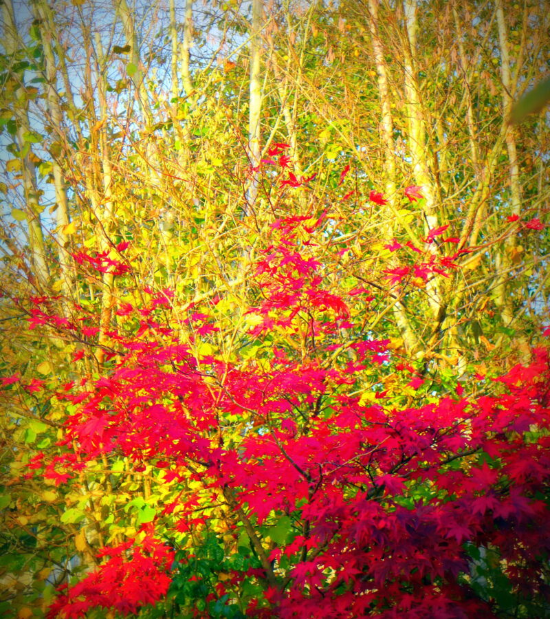 Die Natur verändert ihr Aussehen im Herbst