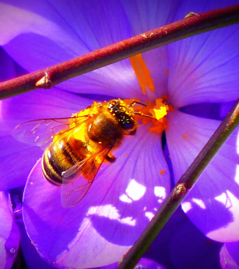 Fotografierte Blumen duften nicht & Bienen summen nicht. Dagegen muss man was tun!